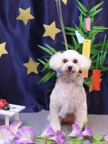 20230726みるくちゃん